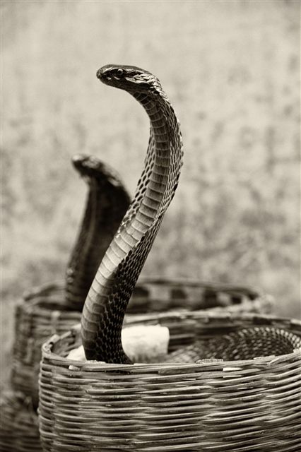 King Cobras